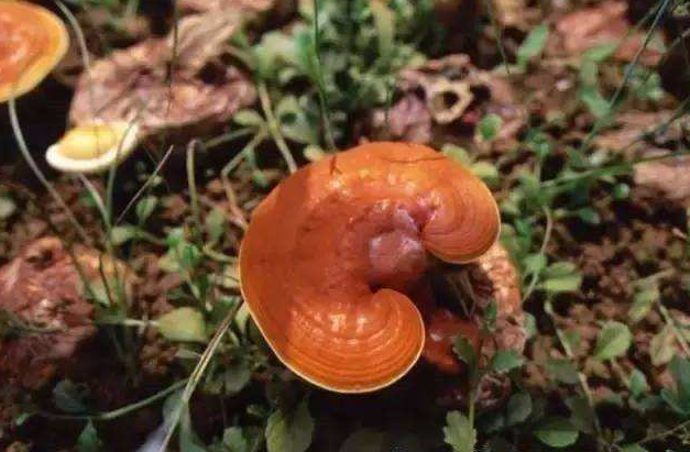 灵芝