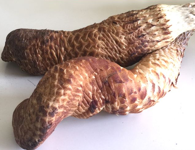 肉苁蓉