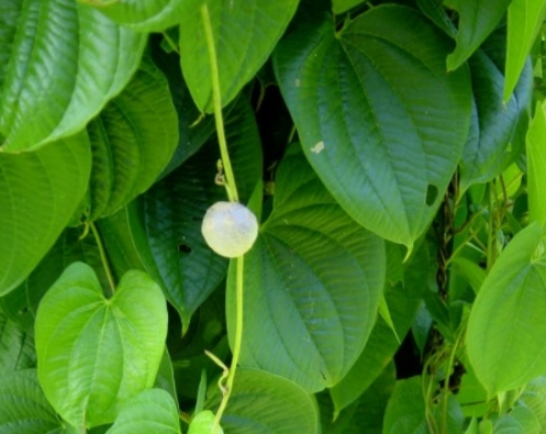 黄药子