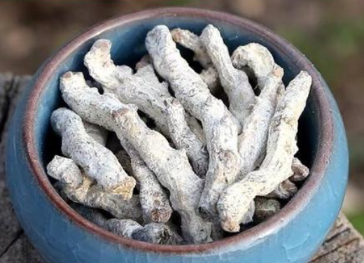 天虫是什么中药 中药僵蚕的作用