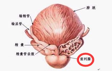 前列腺