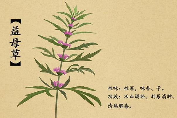 益母草的作用及功效，益母草什么