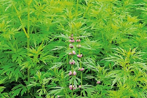 益母草的作用及功效 益母草什么时候喝最好