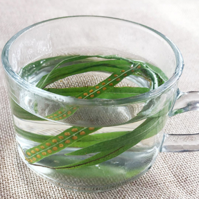 肾精茶