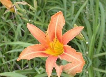 虱草花