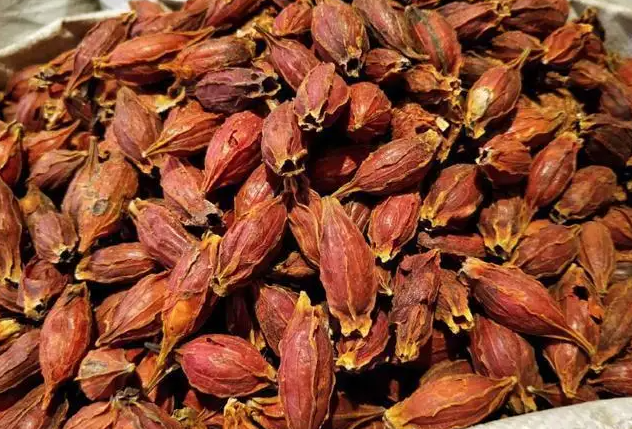中药黄枝的功效与作用，黄芪能泡