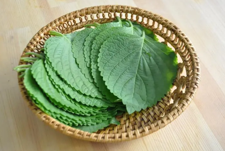 子麻叶的功效与作用 麻子麻叶的药用功效