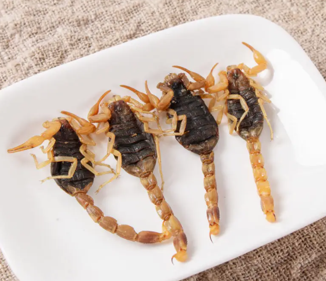男人吃蝎子壮阳吗 蝎子的功能与药理作用