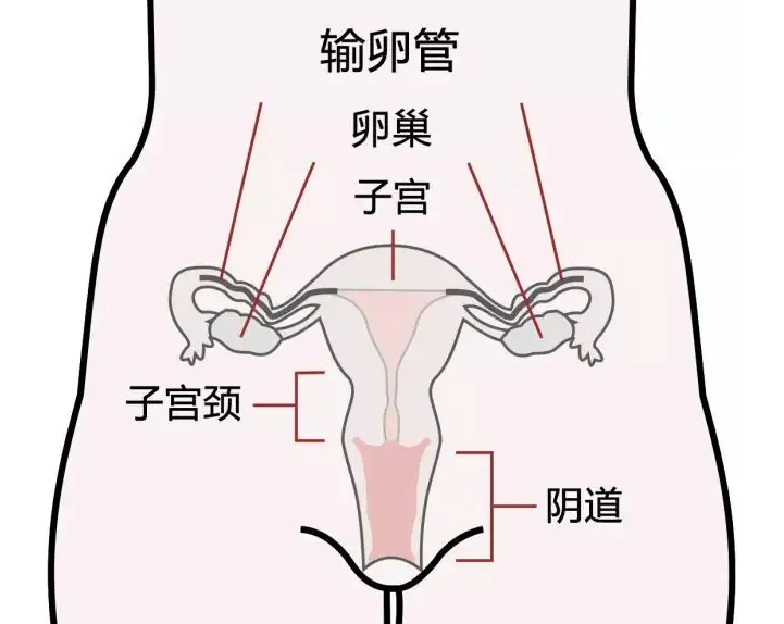 女性切除子宫后会有什么影响吗