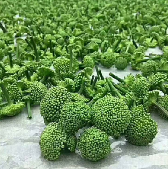 三七花