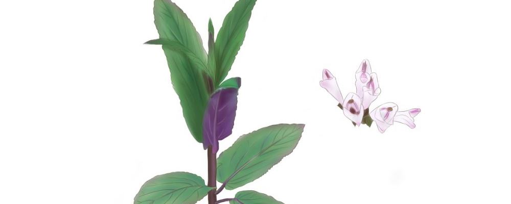 丹参的功效与作用，中医草药中的