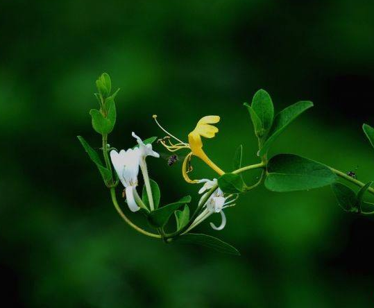银花