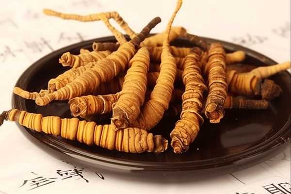 藏虫草有什么药效