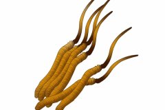 三类人不能吃冬虫夏草 哪三类人