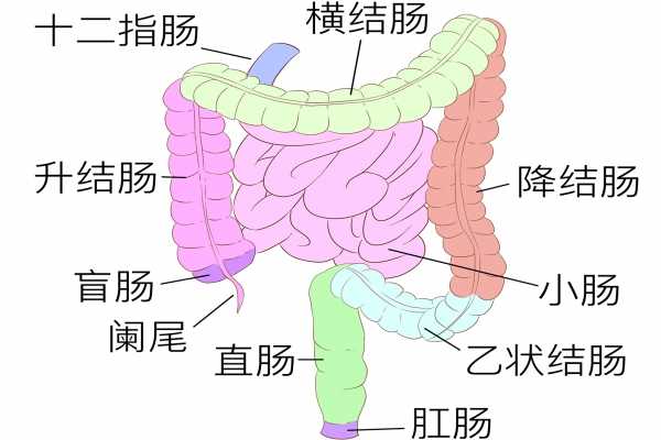肠鸣是怎么回事