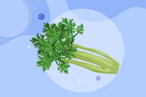野芹菜能吃吗,有没有毒