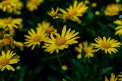 款冬花的功效与作用 款冬花治疗