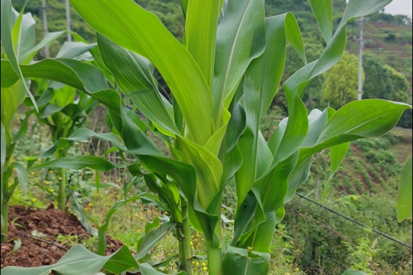 夏至节气的特点和风俗