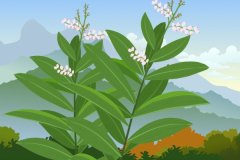 夏至的寓意和象征 夏至的文化寓