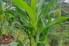 夏至节气的特点和风俗 夏至节气