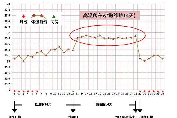 什么是排卵期