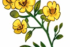 传统中药材决明子的养生价值 决明子养生效果