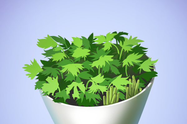 香菜对男性功能有影响吗