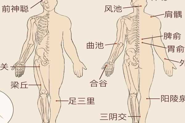 找膏肓穴的最简单方法,有何作用