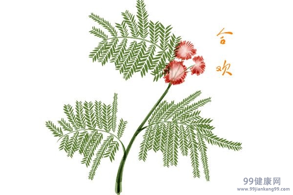 合欢花1.jpg