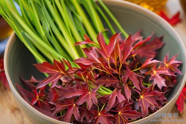香椿芽的功效与作用 香椿芽益处