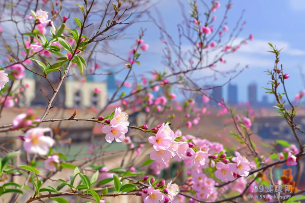 养生顺节气,踏春赏花调气血