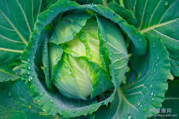 秋季食用蔬菜增活力有哪些