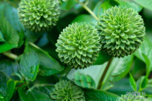 三七花是不是田七花 三七花和田