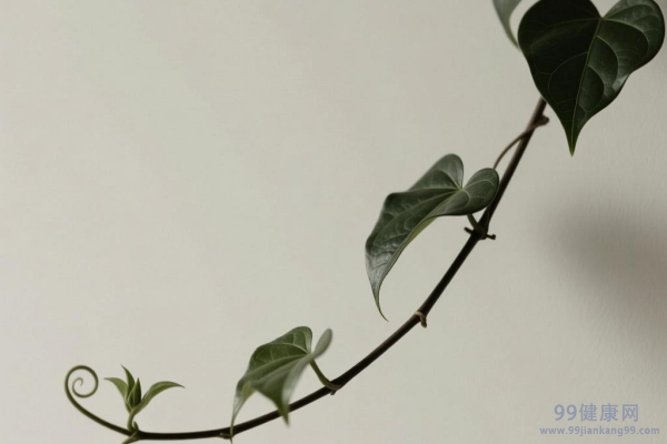 金刚藤的功效与作用