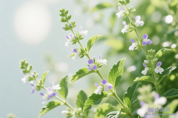 泽兰的功效与作用 泽兰和佩兰的区别